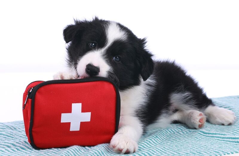 Image for the Tweet beginning: Happy #NationalDogMonth🐶 🐾  We know